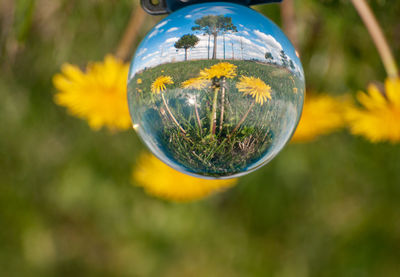 Close-up of glass ball on tree