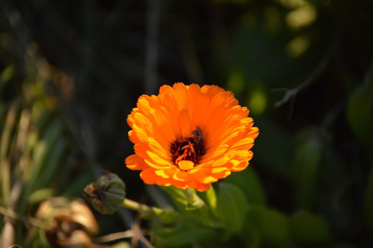 flower, petal, flower head, freshness, fragility, growth, yellow, beauty in nature, single flower, blooming, close-up, focus on foreground, pollen, nature, plant, orange color, in bloom, blossom, outdoors, no people