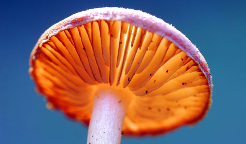 Close-up of orange flower against blue background