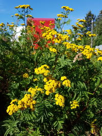 Close-up of yellow flowering plants