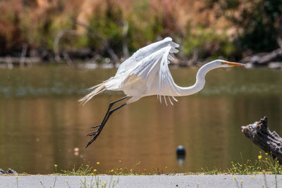 Great egret flying over lake