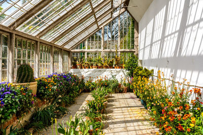 Plants growing in greenhouse