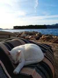 Cat relaxing on sea shore