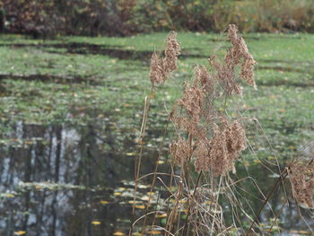 Close-up of wilted plant on field by lake