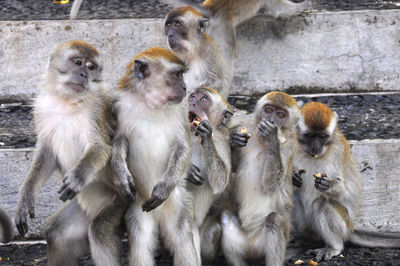 Close-up of monkeys sitting outdoors