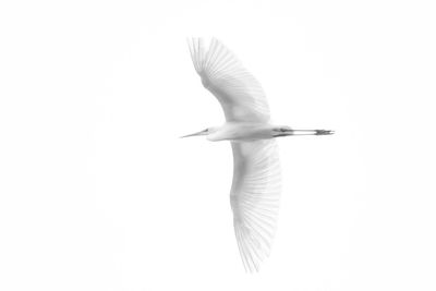 Low angle view of seagull flying in sky