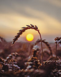 Close-up of dry plant on field against sky during sunset