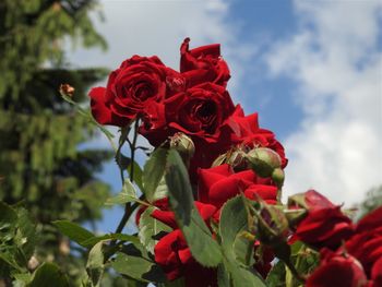 Low angle view of red rose against sky