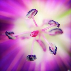 Full frame shot of pink flower pollen