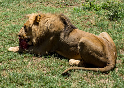 High angle view of lion sitting on grassy field and eating meat