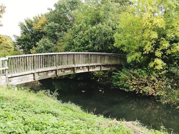 Bridge over river amidst trees in forest