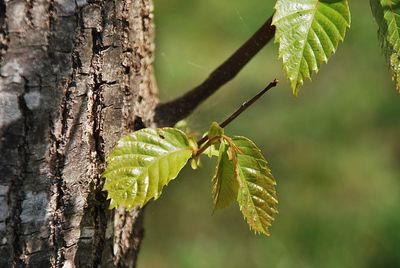 Close-up of insect on tree trunk