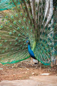 Peacock on a field