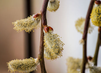 Close-up of flowers blooming outdoors