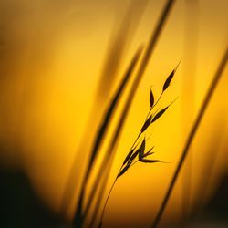 Close-up of stalks against orange sky