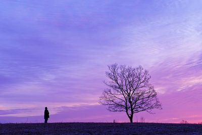 Silhouette of bare tree at sunrise