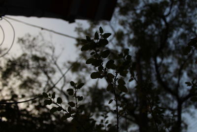 Close-up of tree against sky