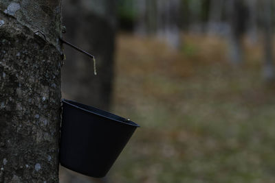 Close-up of cigarette against tree trunk