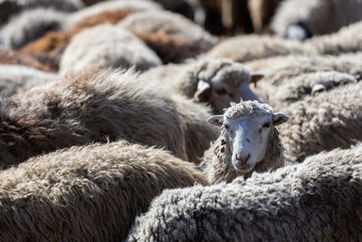 The sheep peacefully graze in the pen. a lot of beautiful lambs. the rays of the sun illuminate