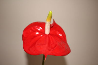 Close-up of red flower against blurred background