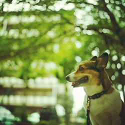 Close-up of dog on tree