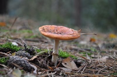 Close-up of mushroom growing outdoors