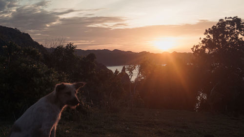 Dog looking away at sunset