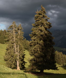 Pine trees on mountain against sky