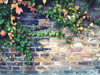 Close-up of ivy on brick wall