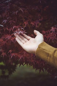 Midsection of person holding autumn leaves