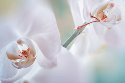 Close-up of fresh white rose blooming outdoors