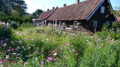 Plants growing outside house