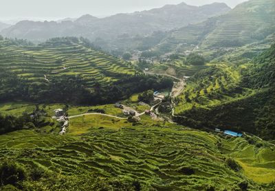 High angle view of rice paddy