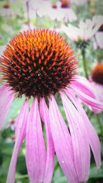 Close-up of pink flower