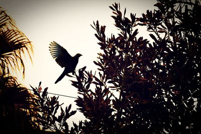 Low angle view of birds flying against the sky