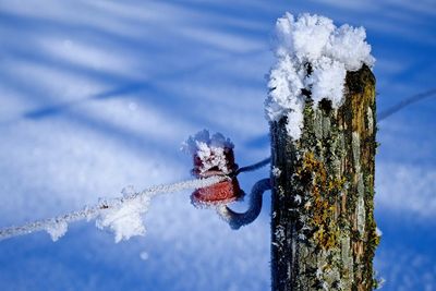 Close-up of snow on leaf
