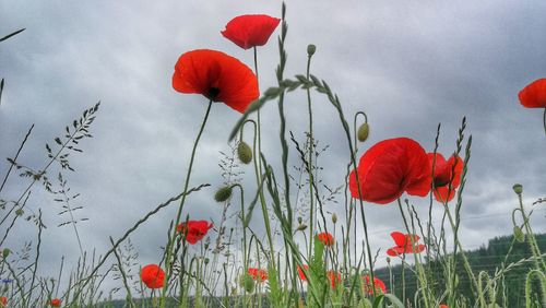 Red poppy flowers growing in field against sky
