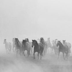 Horses running on field during foggy weather