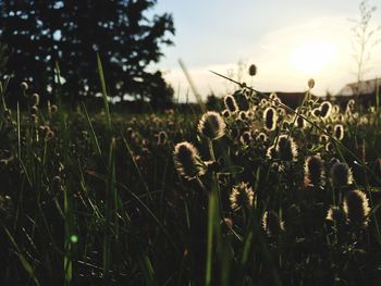 Close-up of grass growing in field