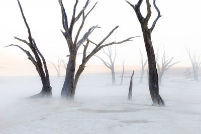 Old acacia trees, dead vlei, white clay pan locate near salt pan of sossusvlei