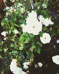 Close-up of white flowering plant