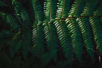 Close-up of fern leaves