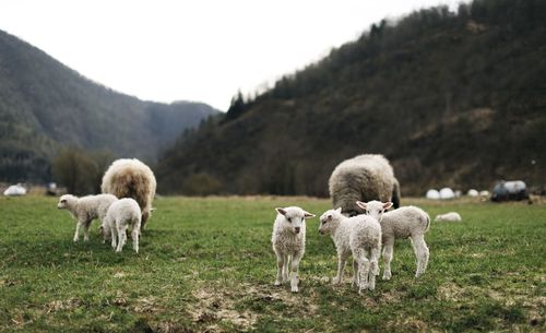 Sheep grazing in a field