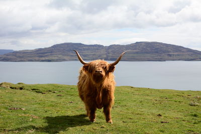 Cow standing on field against sky