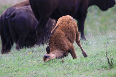 Side view of a horse on field