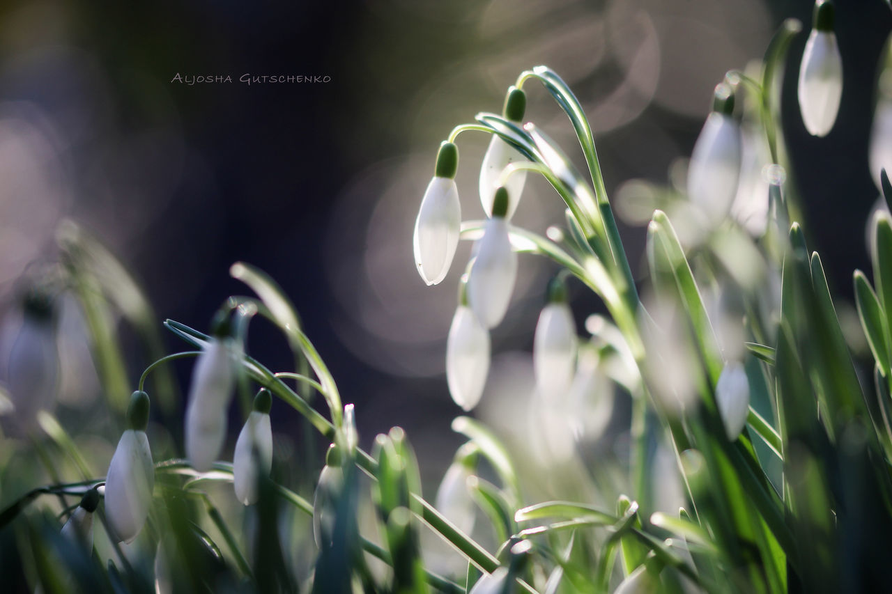 growth, plant, beauty in nature, selective focus, close-up, green color, nature, no people, vulnerability, fragility, field, focus on foreground, day, freshness, outdoors, land, snowdrop, grass, flower, plant part, blade of grass