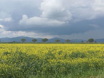 Scenic view of oilseed rape field against cloudy sky