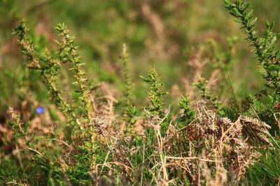 Close-up of wildflowers in field