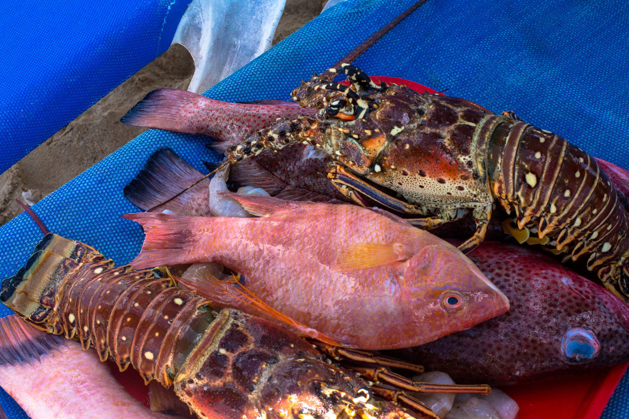 seafood, food, animal, food and drink, homarus, american lobster, freshness, crustacean, lobster, no people, fish, animal themes, close-up, raw food, animal wildlife, high angle view, wellbeing, marine biology, healthy eating