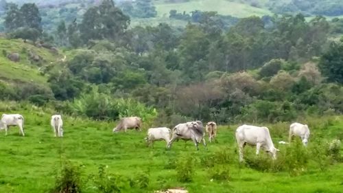 Sheep grazing on grassy field